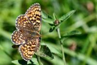 Melitaea cinxia