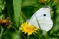 Pieris rapae