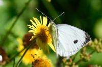 Pieris napi
