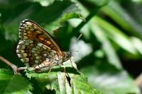Melitaea athalia