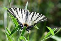 Iphiclides podalirius