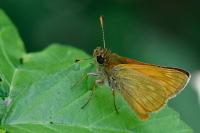 Ochlodes sylvanus