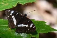 Limenitis camilla