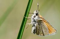 Thymelicus lineola