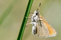 Thymelicus lineola