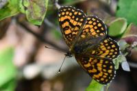 Melitaea athalia
