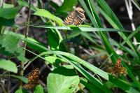Melitaea athalia