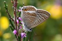 Lampides boeticus