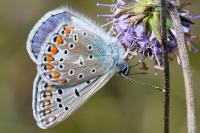 Polyommatus icarus