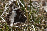 Brintesia circe