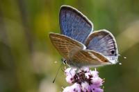Lampides boeticus