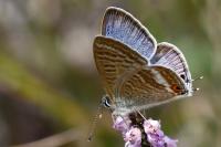 Lampides boeticus