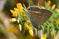 Lampides boeticus