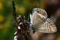 Lampides boeticus