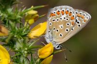 Polyommatus icarus