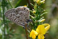 Leptotes pirithous