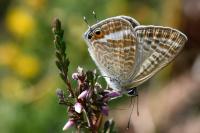 Lampides boeticus