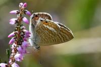 Lampides boeticus