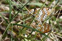 Melitaea cinxia