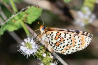 Melitaea didyma