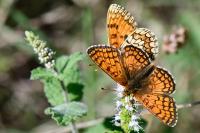 Melitaea parthenoides
