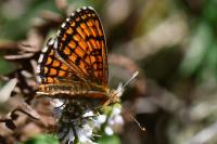 Melitaea parthenoides