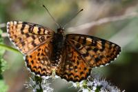 Melitaea didyma