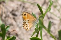 Coenonympha dorus