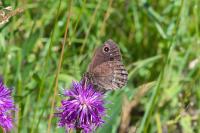 Satyrus ferula