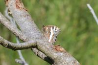 Brintesia circe
