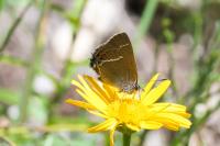 Satyrium spini