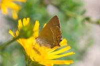 Satyrium acaciae