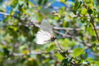 Aporia crataegi