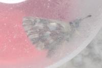 Spialia sertorius