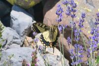 Papilio machaon