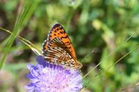 Melitaea didyma