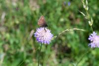 Erebia alberganus