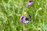 Melanargia galathea