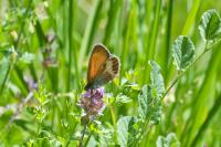 Coenonympha arcania