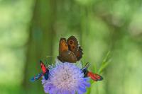 Erebia ligea