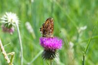 Boloria titania
