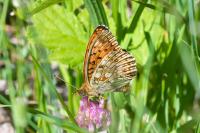 Fabriciana niobe