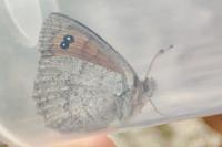 Erebia arvernensis