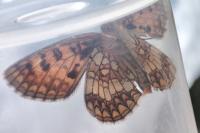 Melitaea varia