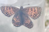 Melitaea varia
