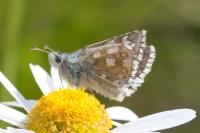 Pyrgus carthami