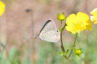 Lycaena tityrus subalpina