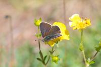 Lycaena tityrus subalpina