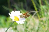 Hesperia comma