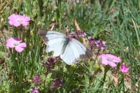 Colias palaeno